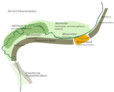 Anerkennung Realisierungs- und Ideenteil: Studio RW | Ruddigkeit Wiebersinsky Landschaftsarchitekten PartGmbB, Berlin