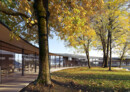 NEST. The new Ibsen Library embraces the existing park and the old maple trees | © MIR