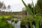 Auszeichnung | Kategorie: Landschaftsplanung & Landschaftsentwicklung | Gigantischer Kohlenstoffspeicher - Renaturierung eines abgetorften Hochmoors zur Herstellung eines privaten Ökokontos im Ascholdinger Filz | Entwurfsverfasser: Logo verde Ralph Kulak | © Laura Loewel