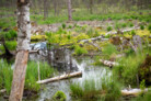 Auszeichnung | Kategorie: Landschaftsplanung & Landschaftsentwicklung | Gigantischer Kohlenstoffspeicher - Renaturierung eines abgetorften Hochmoors zur Herstellung eines privaten Ökokontos im Ascholdinger Filz | Entwurfsverfasser: Logo verde Ralph Kulak | © Laura Loewel