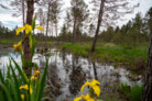 Auszeichnung | Kategorie: Landschaftsplanung & Landschaftsentwicklung | Gigantischer Kohlenstoffspeicher - Renaturierung eines abgetorften Hochmoors zur Herstellung eines privaten Ökokontos im Ascholdinger Filz | Entwurfsverfasser: Logo verde Ralph Kulak | © Laura Loewel