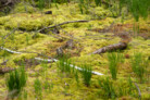 Auszeichnung | Kategorie: Landschaftsplanung & Landschaftsentwicklung | Gigantischer Kohlenstoffspeicher - Renaturierung eines abgetorften Hochmoors zur Herstellung eines privaten Ökokontos im Ascholdinger Filz | Entwurfsverfasser: Logo verde Ralph Kulak | © Laura Loewel