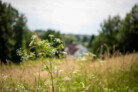 Auszeichnung | Kategorie: Nachhaltige Stadtentwicklung | Grüne Hänge in Freising | Entwurfsverfasser: WGF Landschaft Landschaftsarchitekten GmbH, Nürnberg und Die Stadtentwickler GmbH, Kaufbeuren | © Laura Loewel