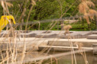 Auszeichnung: Wörnitz Flussfreibad in Oettingen i. Bay. | Storch Landschaftsarchitektur (Dresden)