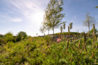 Auszeichnung: Landschaftspark Paul-Gerhardt-Allee in München | lohrer.hochrein landschaftsarchitekten und stadtplaner gmbh (München)