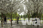 Landschafts-/Freiraumplanung (Schlosspark, Alter Markt, Steinstraße) | 1. Preis: A24 Landschaft Landschaftsarchitektur GmbH, Berlin · Holzer Kobler Architekturen Berlin GmbH, Berlin
