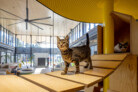 Blacktown Animal Rehoming Centre (BARC) | Sam Crawford Architects | Images: © Brett Boardman