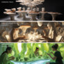 EXTREME TASTE RESTAURANT DESIGN 2023