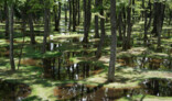 Art Biotop Water Garden, Tochigi/Japan, 2018, Fotografie © nikissimo Inc.