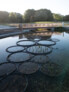 Revitalisierung des Pole Mokotowskie Park / Rewitalizację Parku Pole Mokotowskie | © WXCA - A. Borun, T. Wieteska