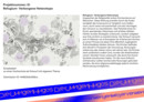 Preis: Refugium – Verborgene Heterotope | Anna Klotzki, KIT – Karlsruher Institut für Technologie · Institut Entwerfen von Stadt und Landschaft / Stadt und Wohnen · Institut Entwerfen, Kunst und Theorie / Architekturkommunikation