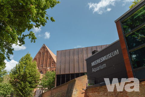 Sanierung und Erweiterung Deutsches Meeresmuseum | ©  Anke Neumeister/Deutsches Meeresmuseum
