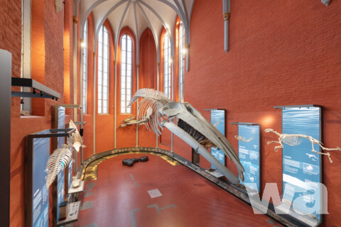 Sanierung und Erweiterung Deutsches Meeresmuseum | © Anke Neumeister/Deutsches Meeresmuseum