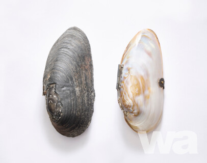 Erlebnismuseum Perlmutter | © Albrecht Voss, Leipzig