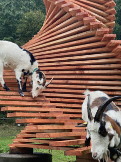 GOAT-LAB Summerschool